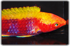 Tricolor Fairy Wrasse